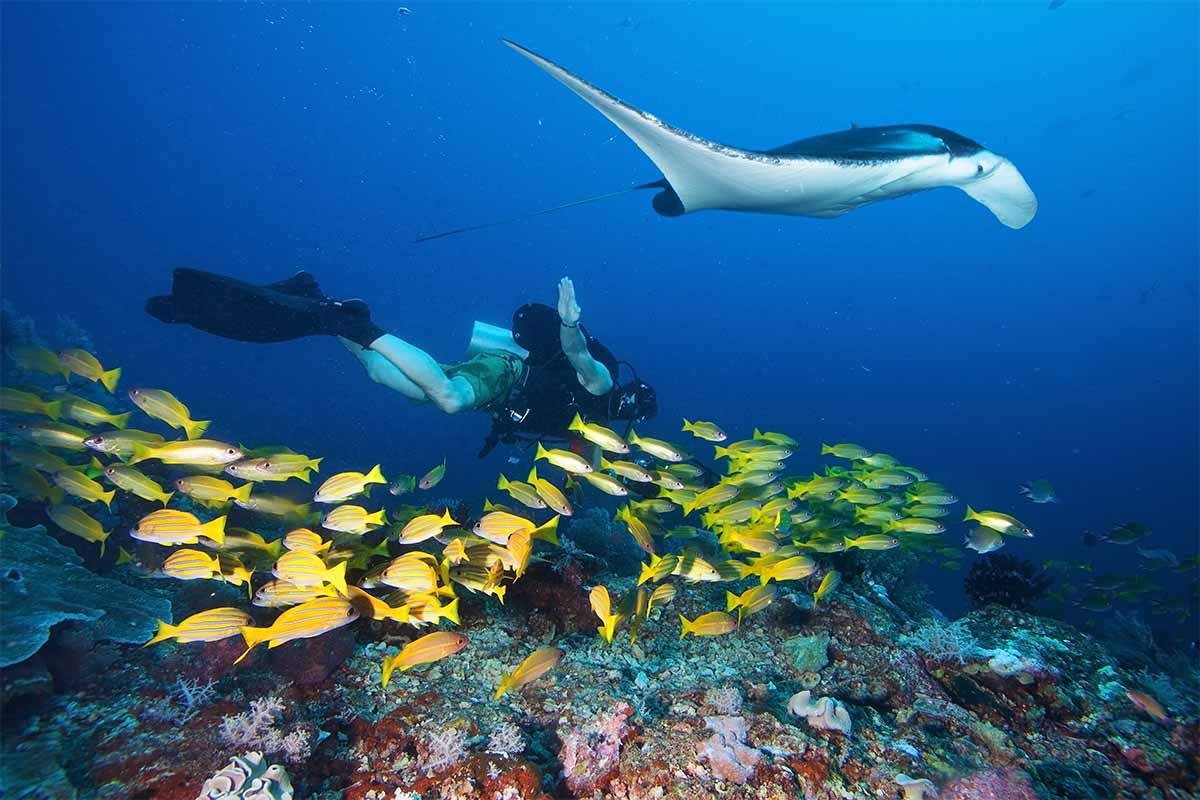 Raja Ampat Diving A Guide To The World s Best Dive Destination Raja Ampat Diving A Guide To The World s Best Dive Destination
